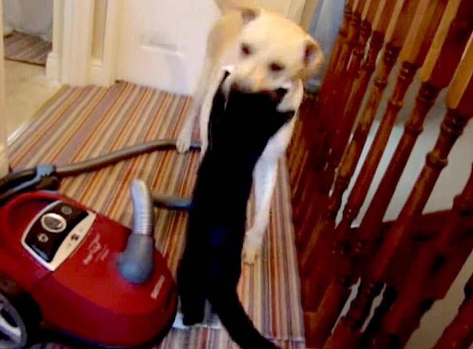 ラブラドールレトリーバー,動画