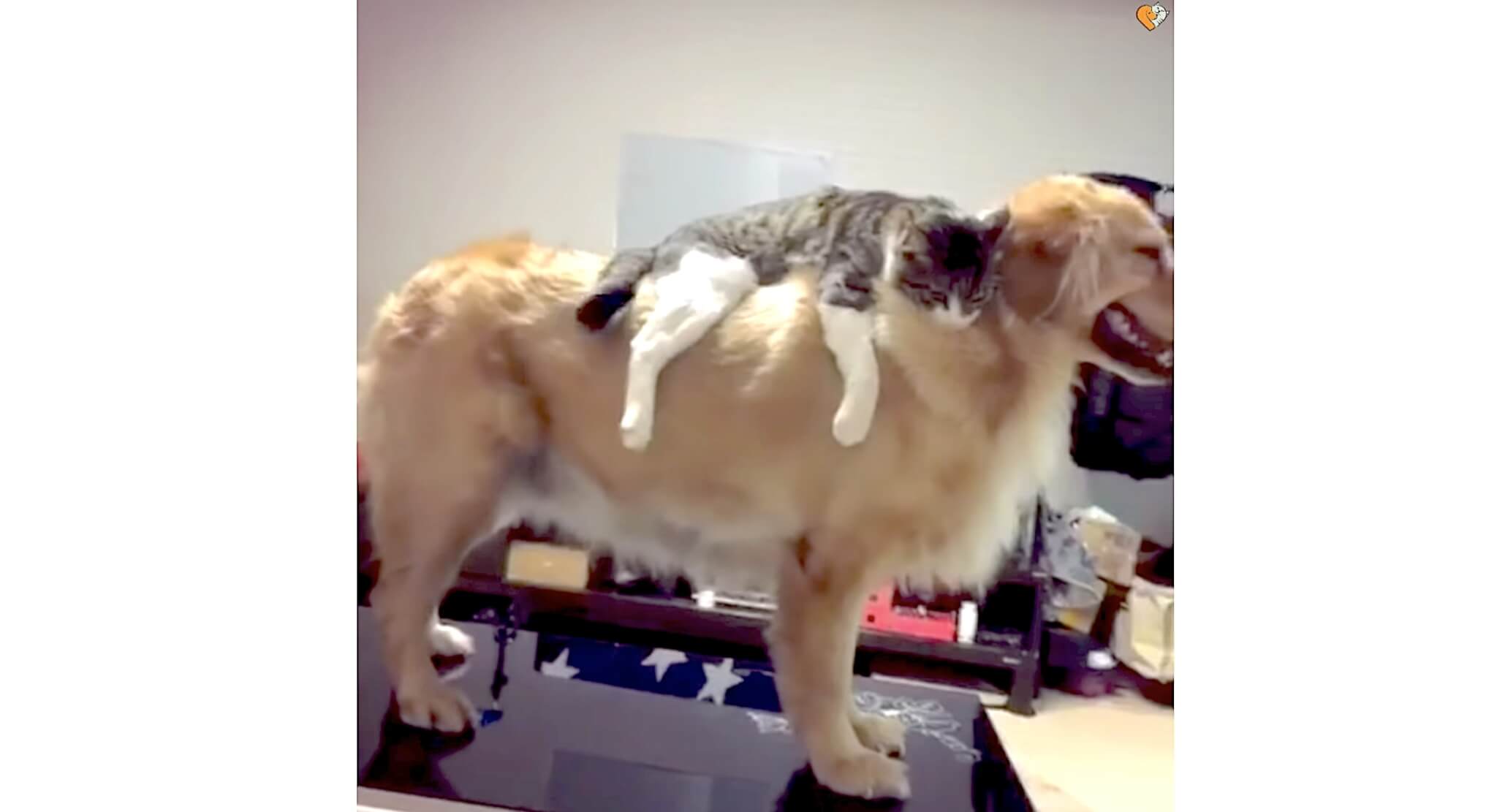 ゴールデンレトリーバー,動画