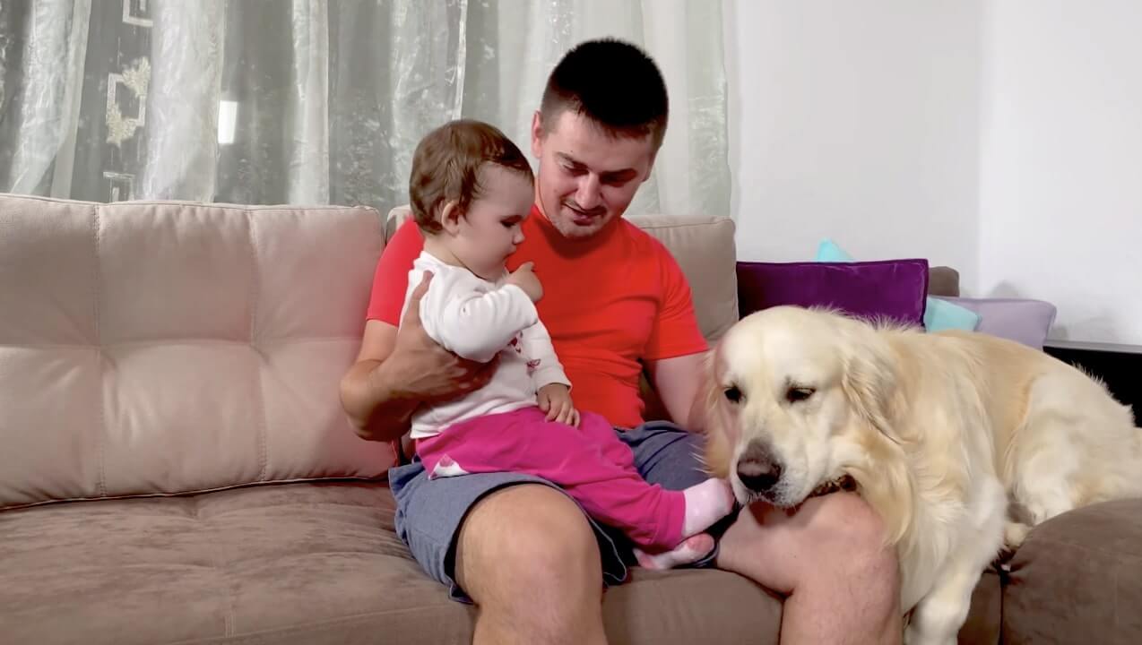 ゴールデンレトリーバー,動画