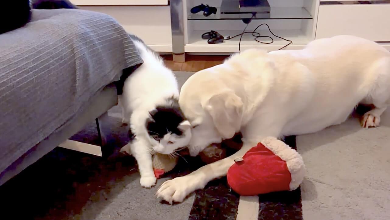 ラブラドールレトリーバー,動画