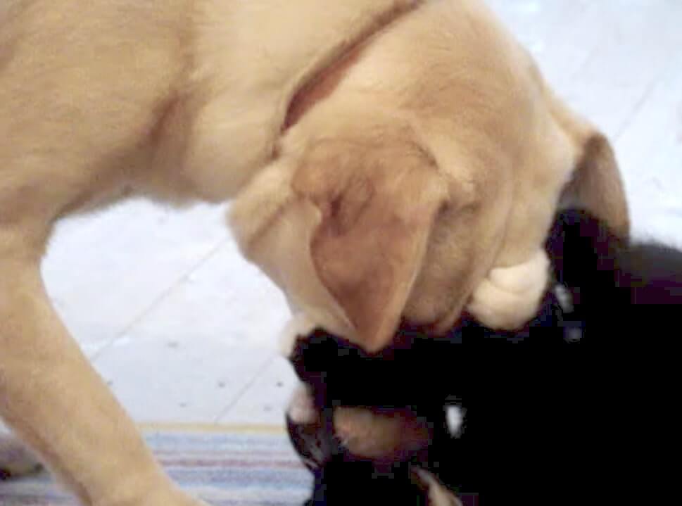 ラブラドールレトリーバー,動画