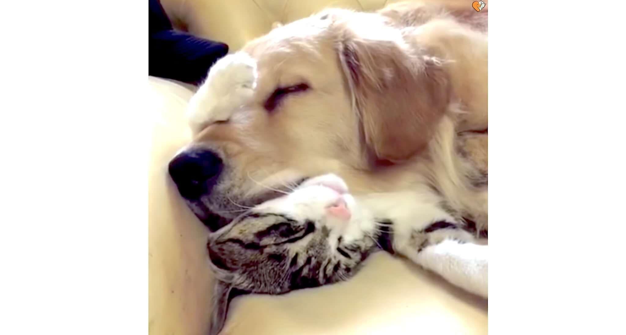 ゴールデンレトリーバー,動画