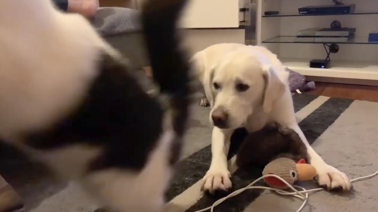 ラブラドールレトリーバー,動画