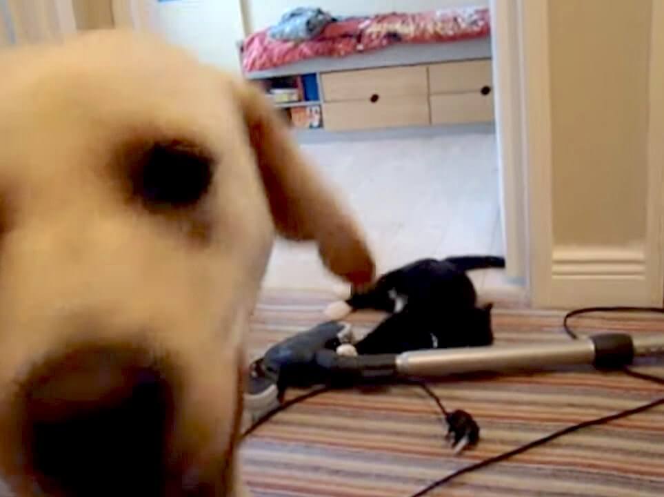 ラブラドールレトリーバー,動画