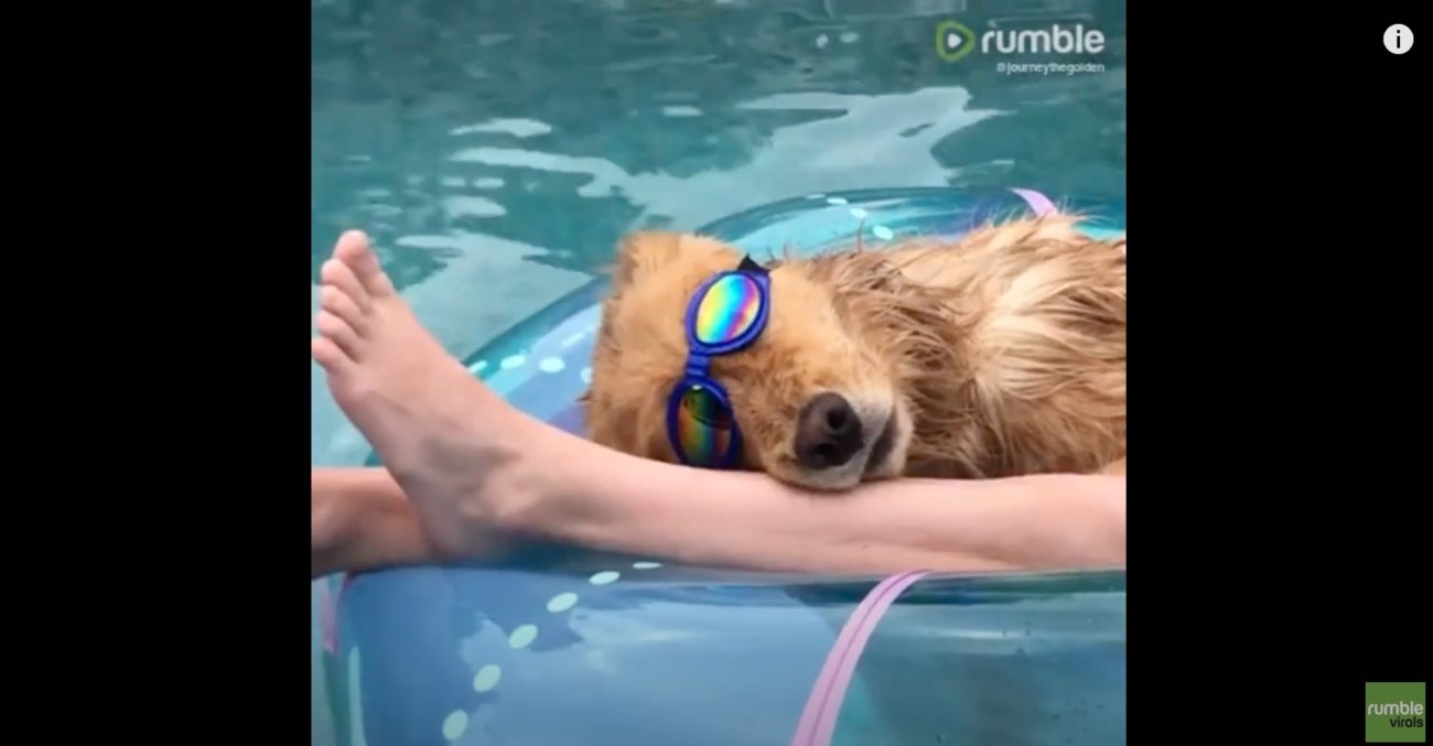 ゴールデンレトリーバー,動画