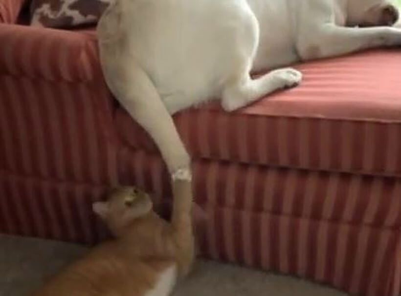 ラブラドールレトリーバー,動画