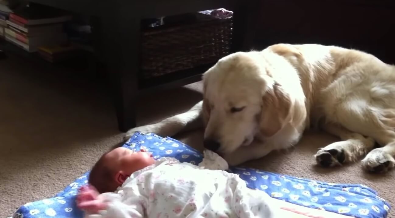 ゴールデンレトリーバー,動画