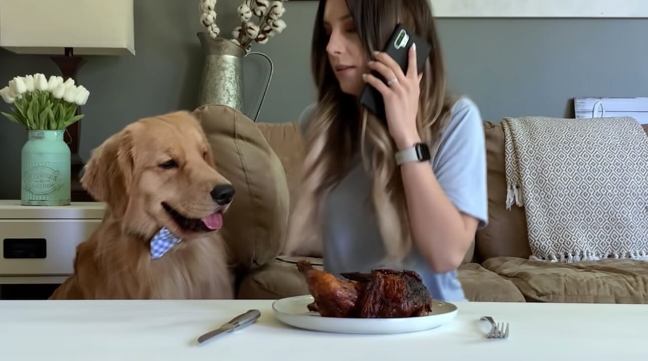 ゴールデンレトリーバー,動画