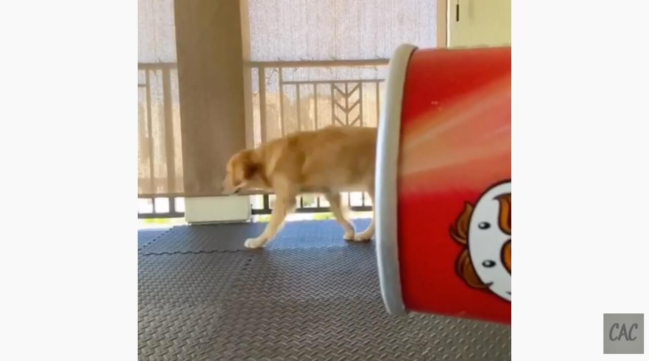 ゴールデンレトリーバー,動画