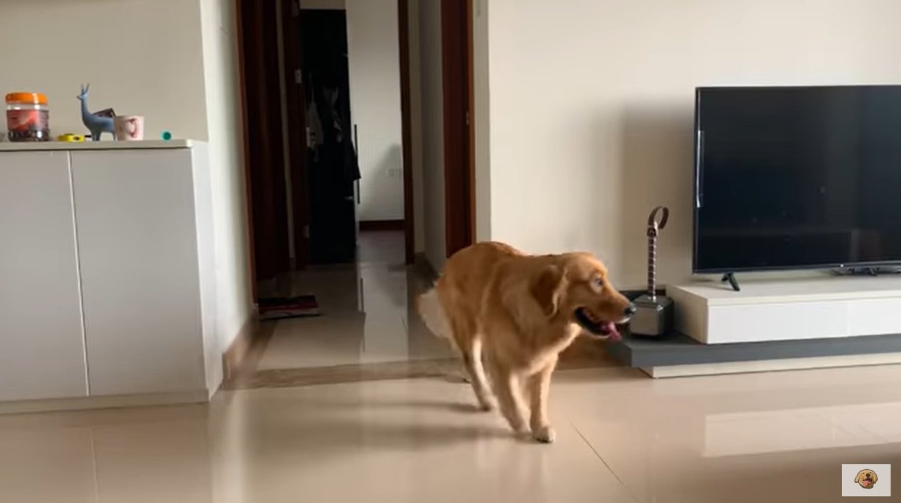 ゴールデンレトリーバー,動画