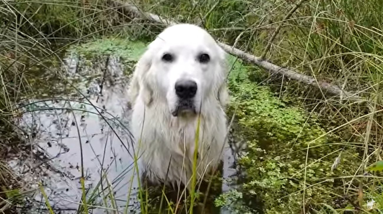 ゴールデンレトリーバー,動画