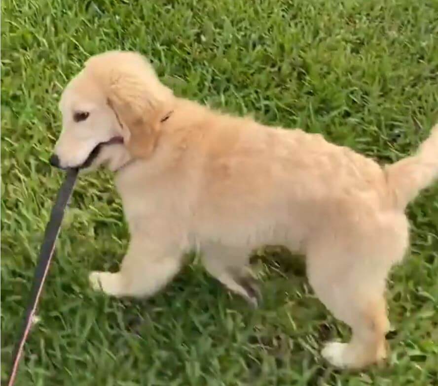 ゴールデンレトリーバー,動画