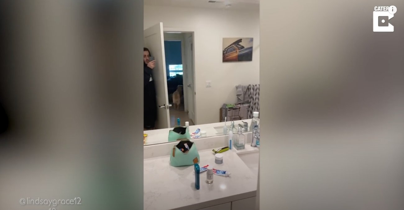 ゴールデンレトリーバー,動画