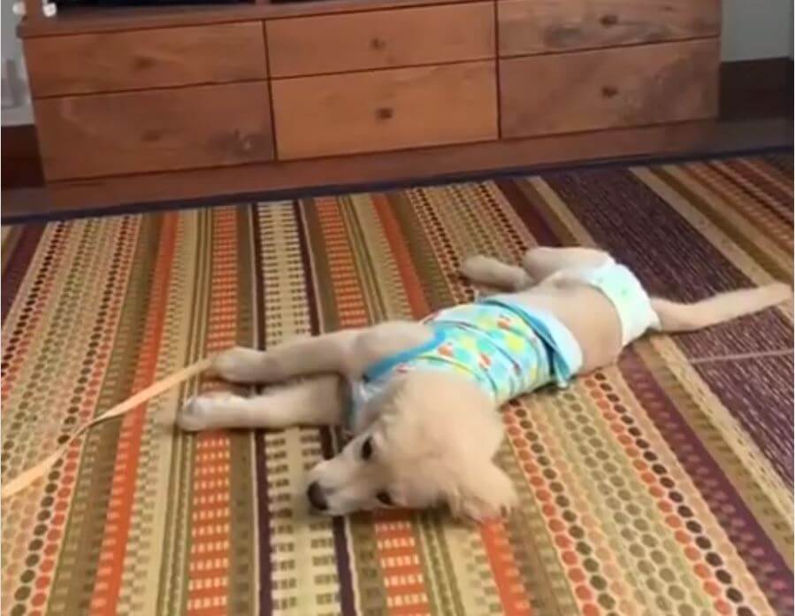 ゴールデンレトリーバー,動画