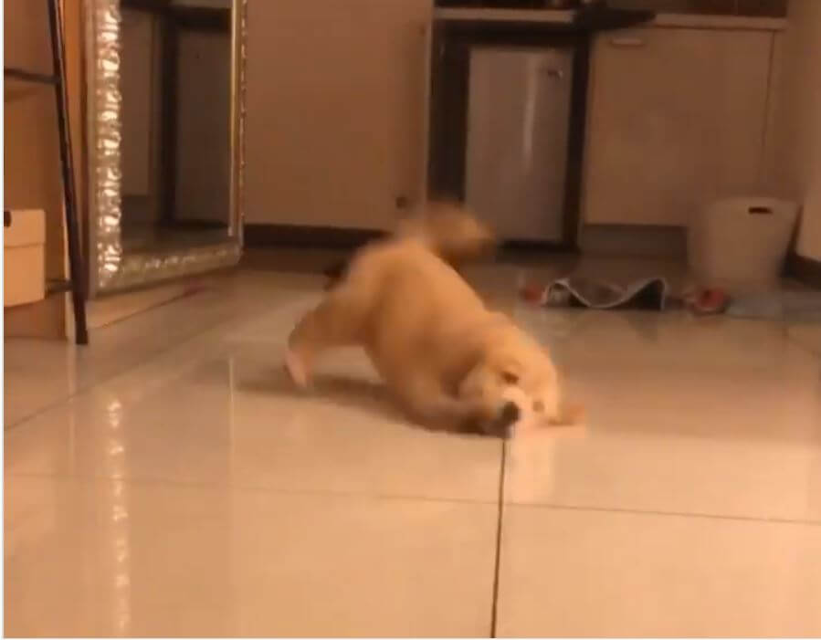 ゴールデンレトリーバー,動画