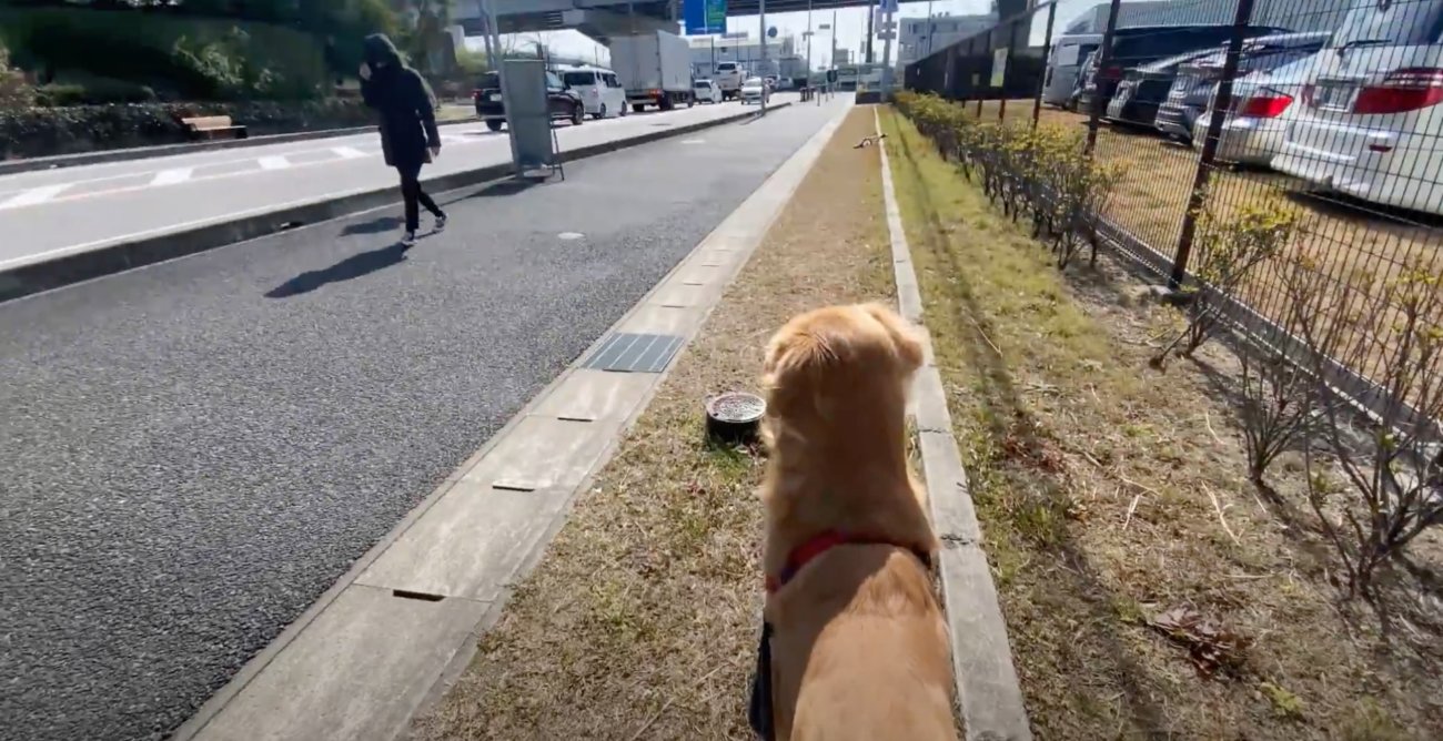 ゴールデンレトリーバー,動画