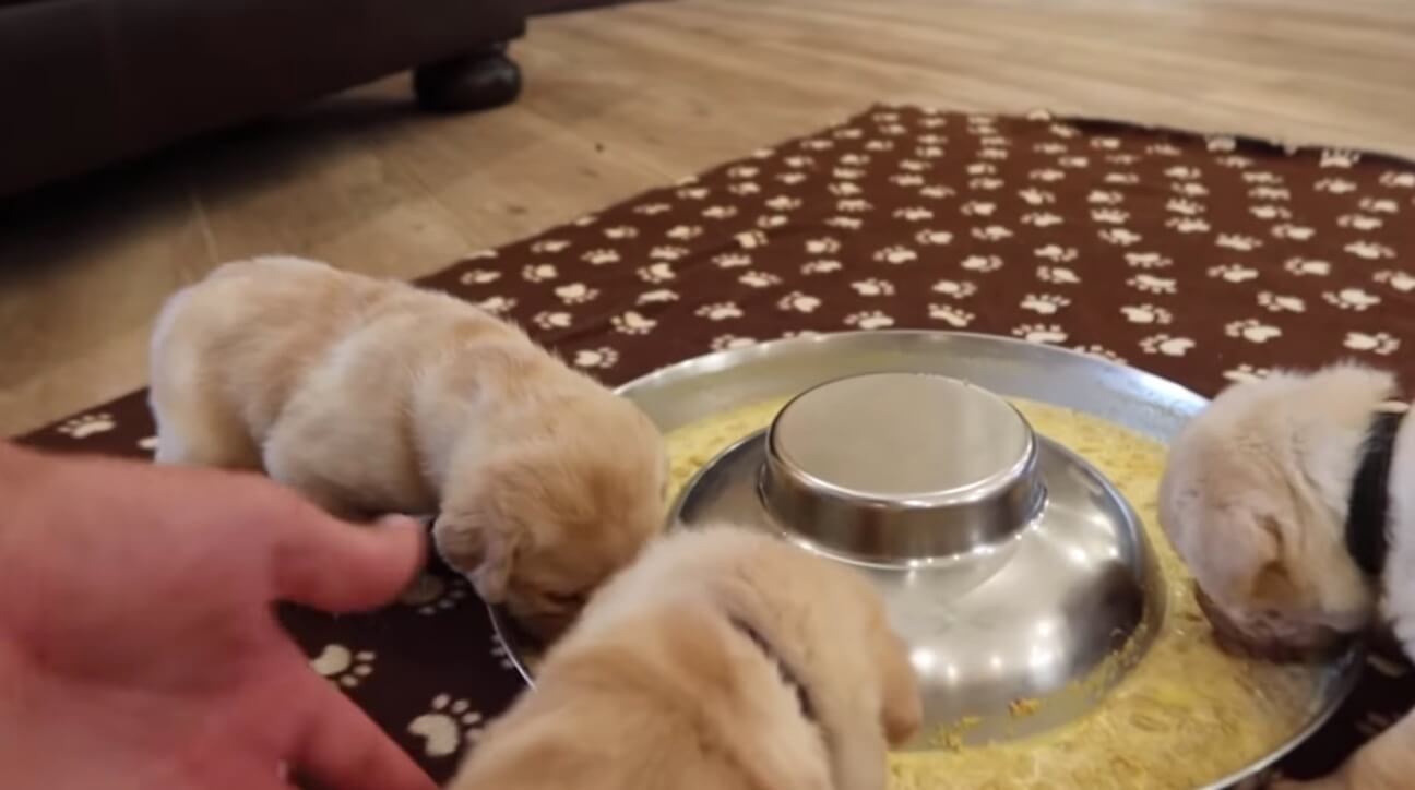 ラブラドールレトリーバー,動画