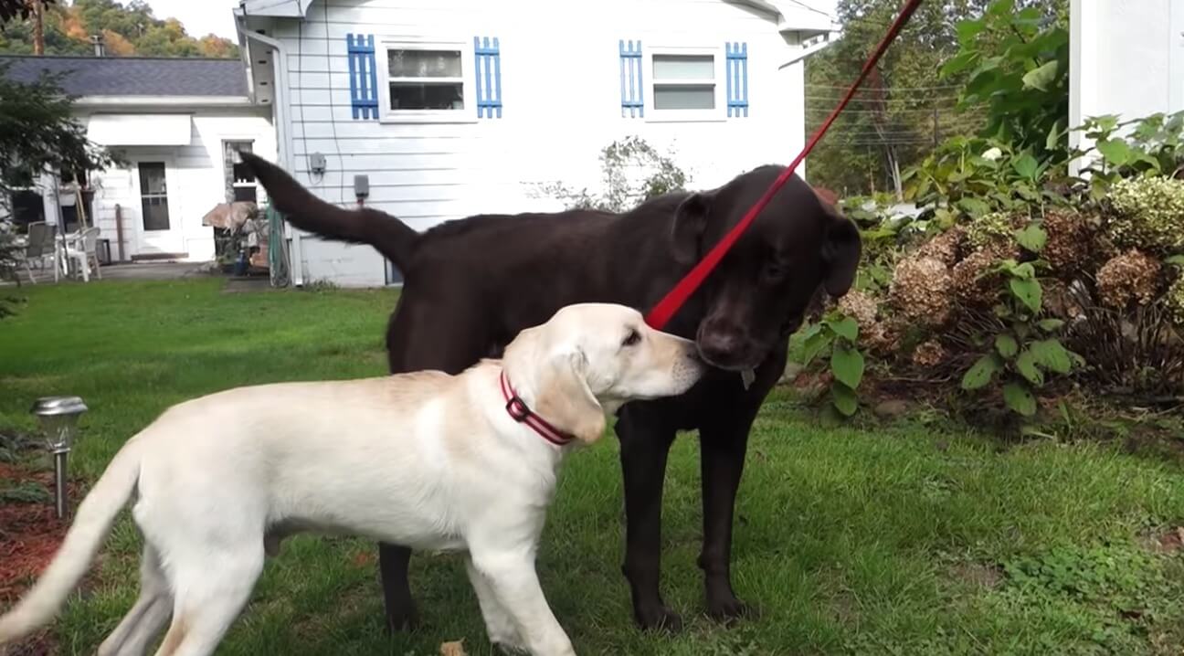 ラブラドールレトリーバー,動画