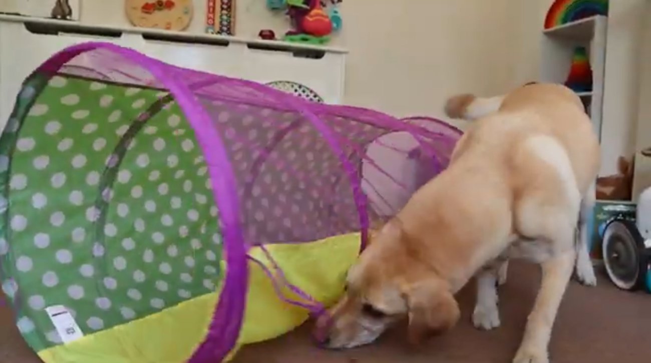 ラブラドールレトリーバー,動画