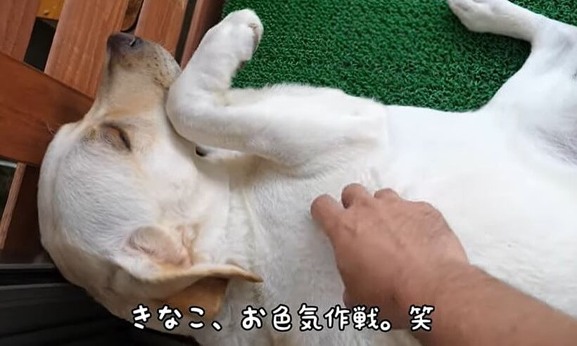 ラブラドールレトリーバー,動画