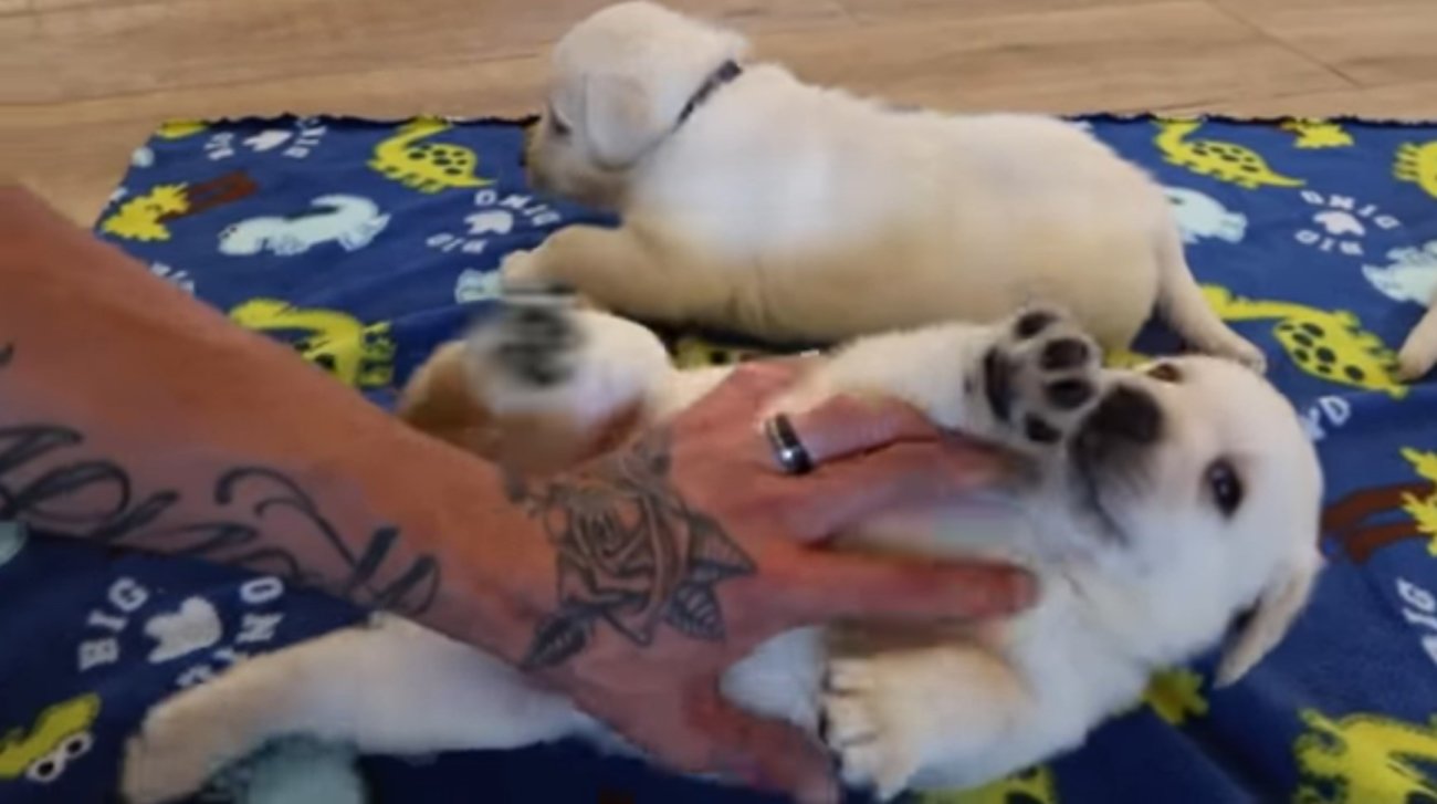 ラブラドールレトリーバー,動画