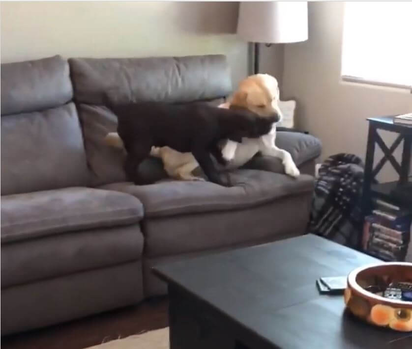 ラブラドールレトリーバー,動画