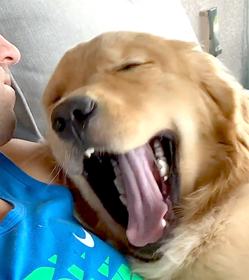 ゴールデンレトリーバー,動画