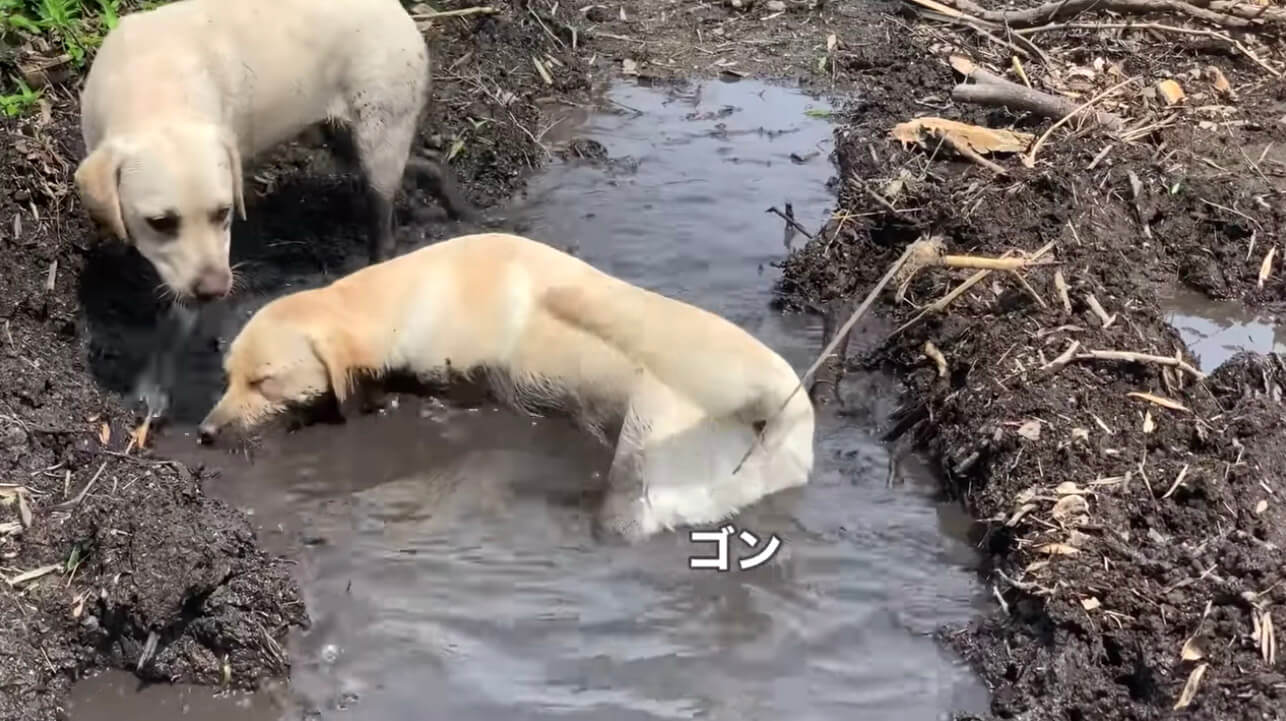 ラブラドールレトリーバー,動画