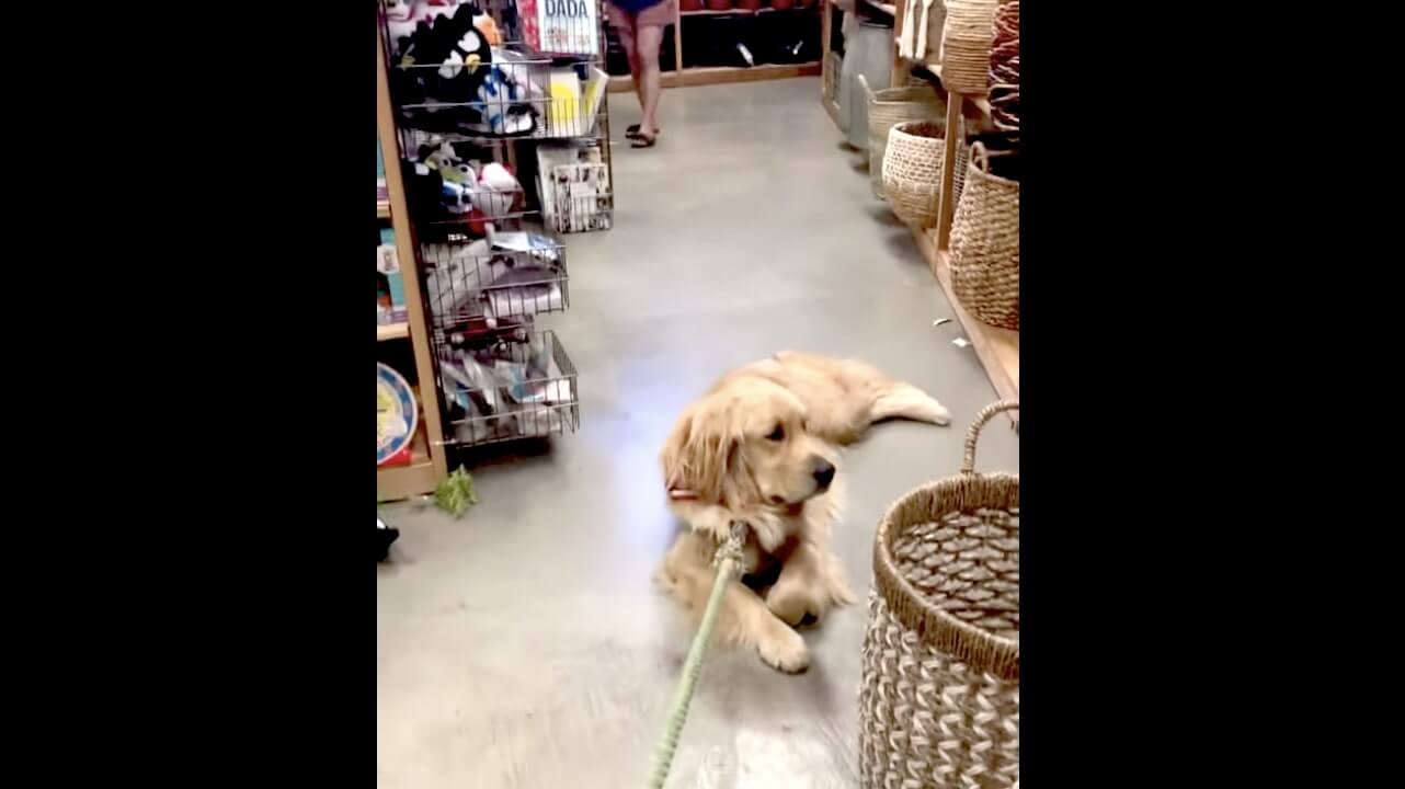 ゴールデンレトリーバー,動画