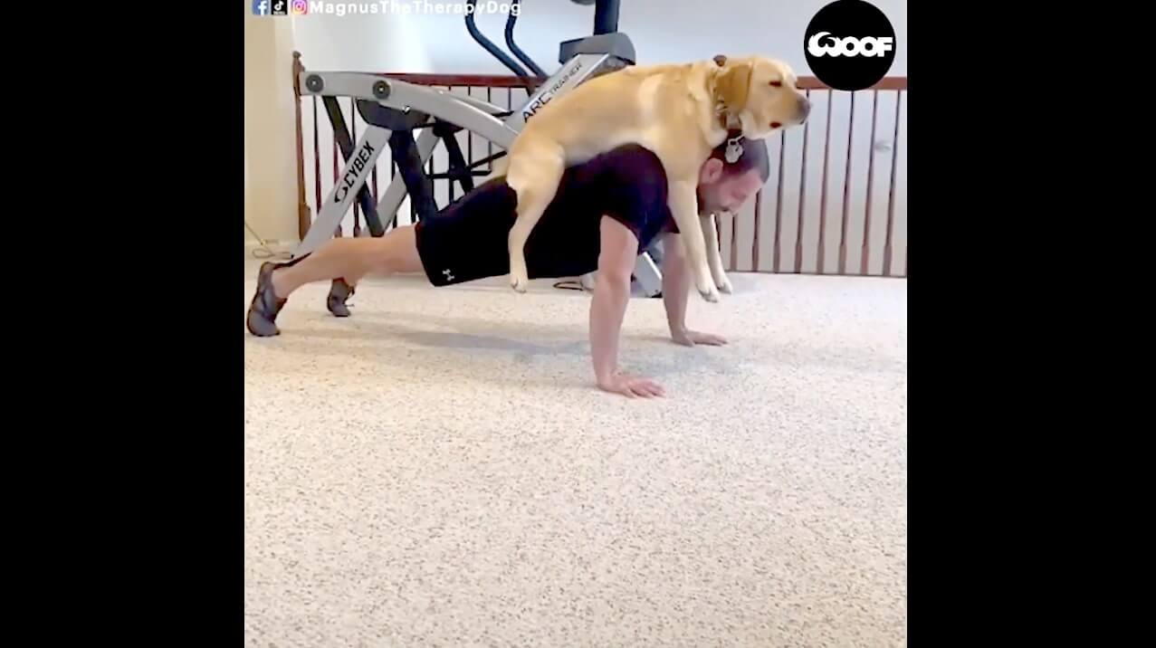 ラブラドールレトリーバー,動画