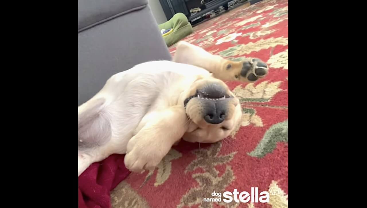 ラブラドールレトリーバー,動画