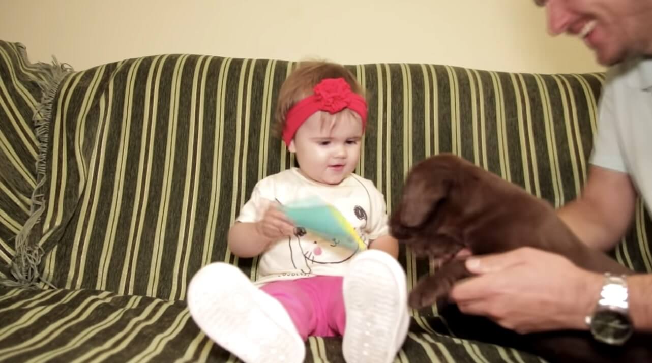 ラブラドールレトリーバー,動画