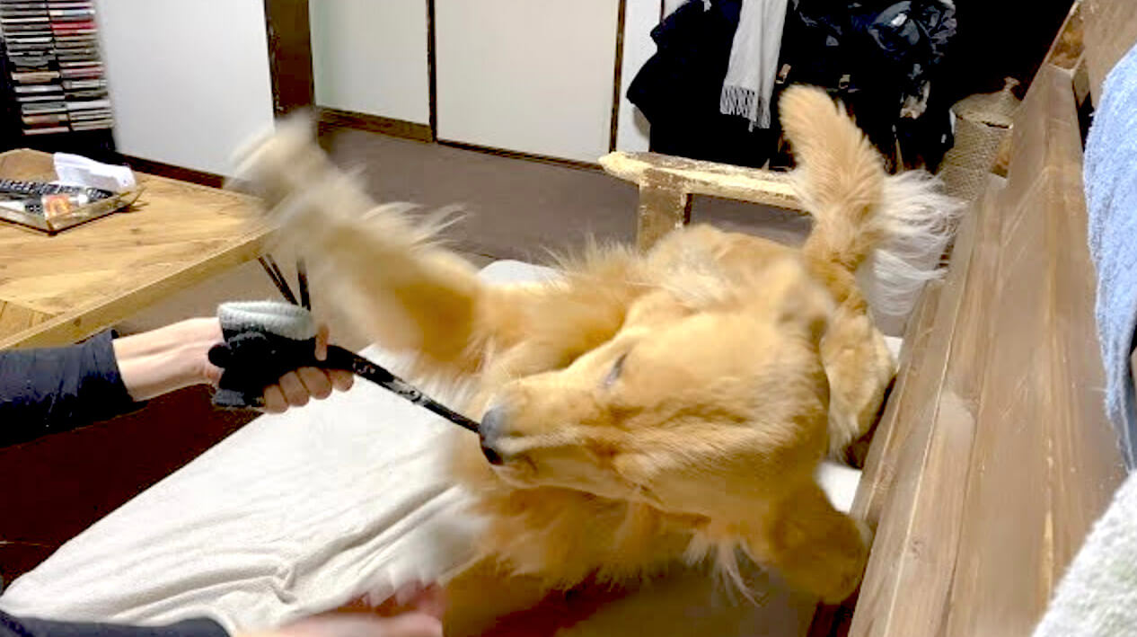 ゴールデンレトリーバー,動画