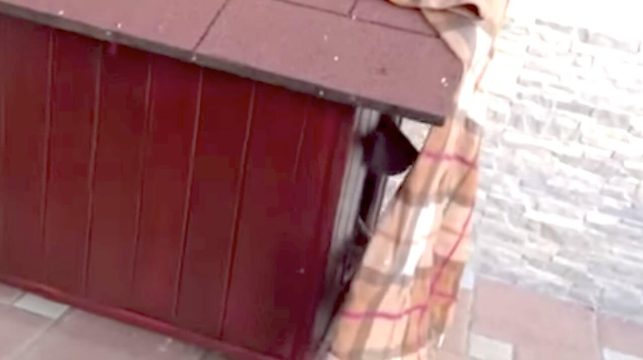 ラブラドールレトリーバー,動画