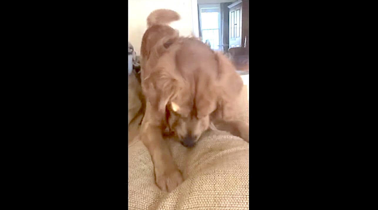 ゴールデンレトリーバー,動画