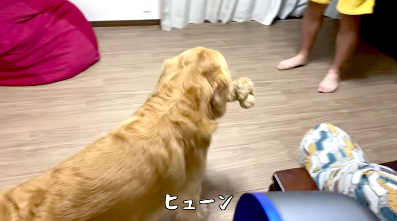 ゴールデンレトリーバー,動画