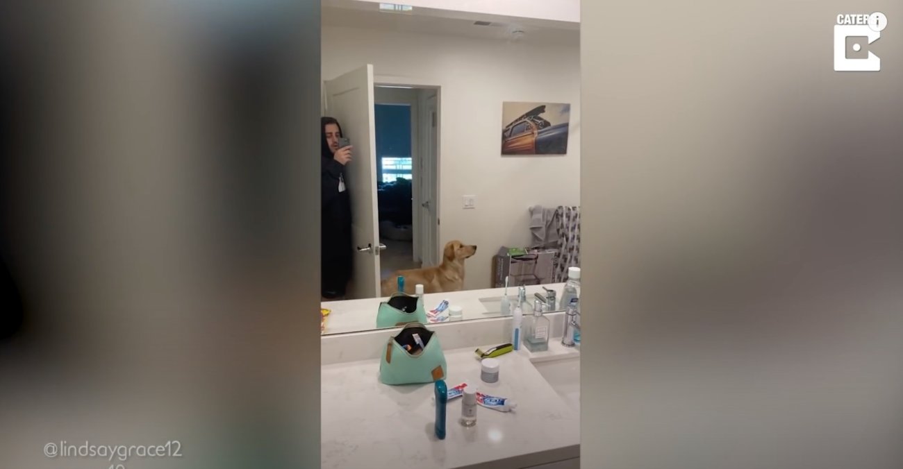 ゴールデンレトリーバー,動画