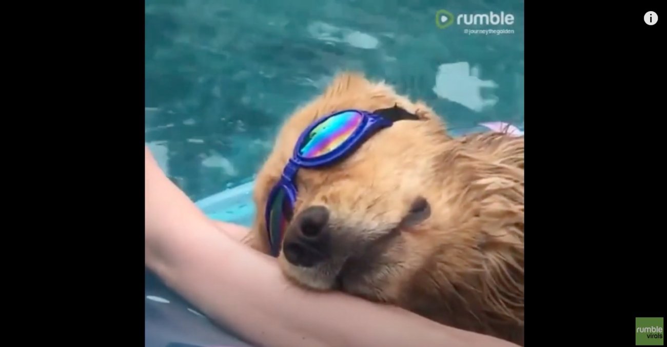 ゴールデンレトリーバー,動画