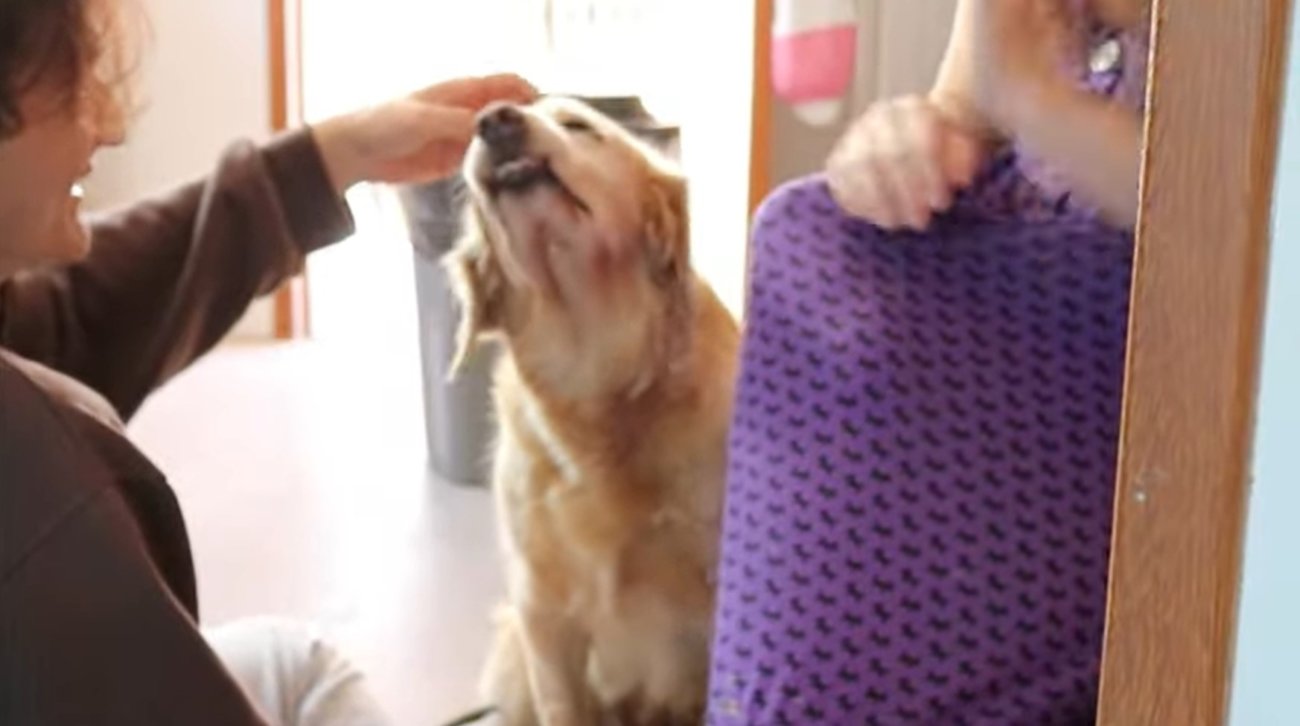 ゴールデンレトリーバー,動画