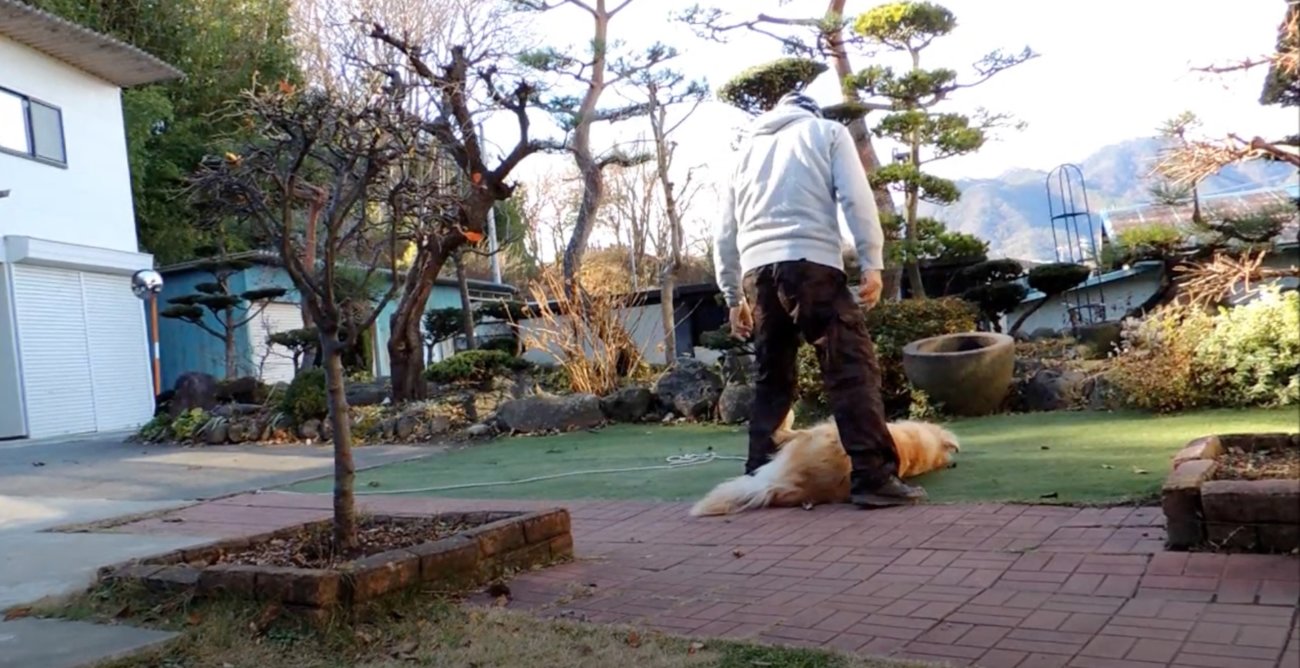 ゴールデンレトリーバー,動画