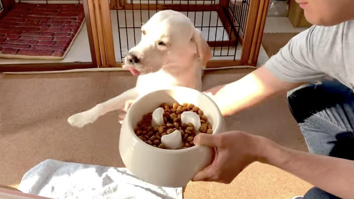 ラブラドールレトリーバー,動画