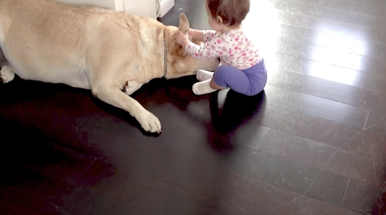 ラブラドールレトリーバー,動画