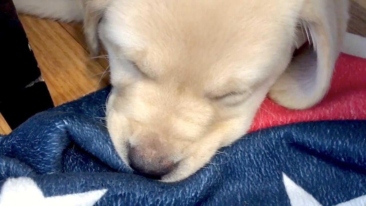 ラブラドールレトリーバー,動画