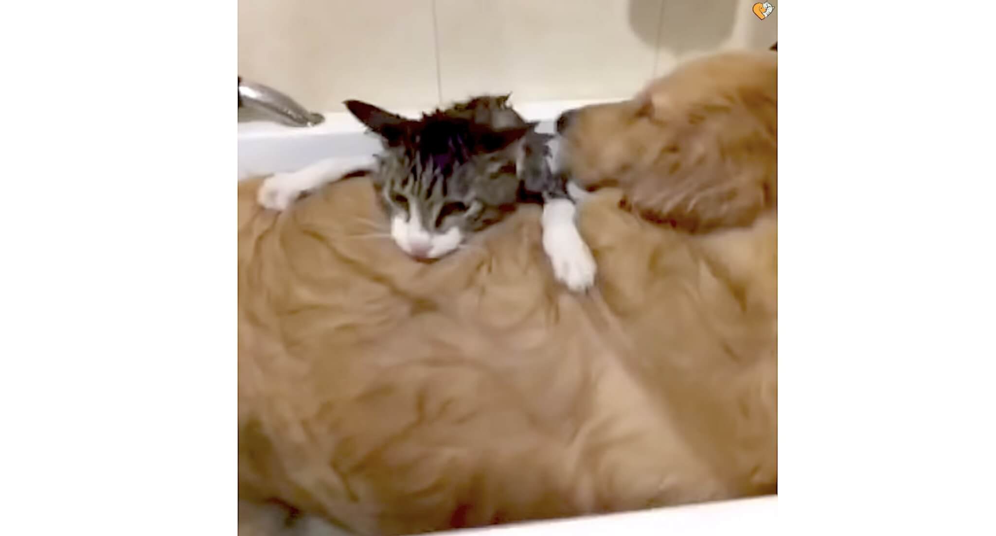 ゴールデンレトリーバー,動画