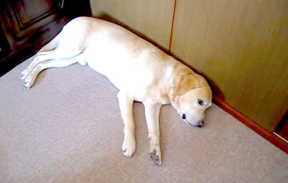 ラブラドールレトリーバー,動画