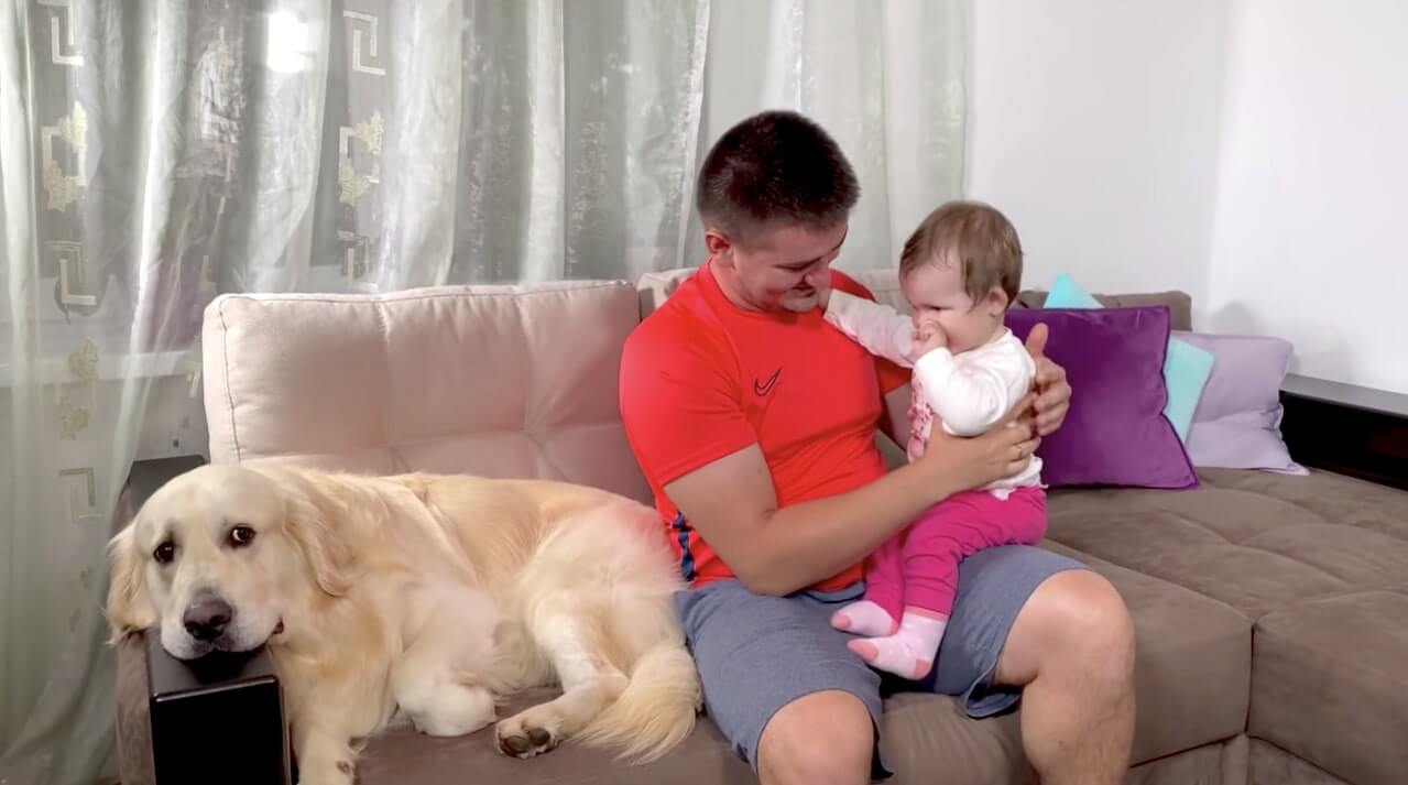 ゴールデンレトリーバー,動画