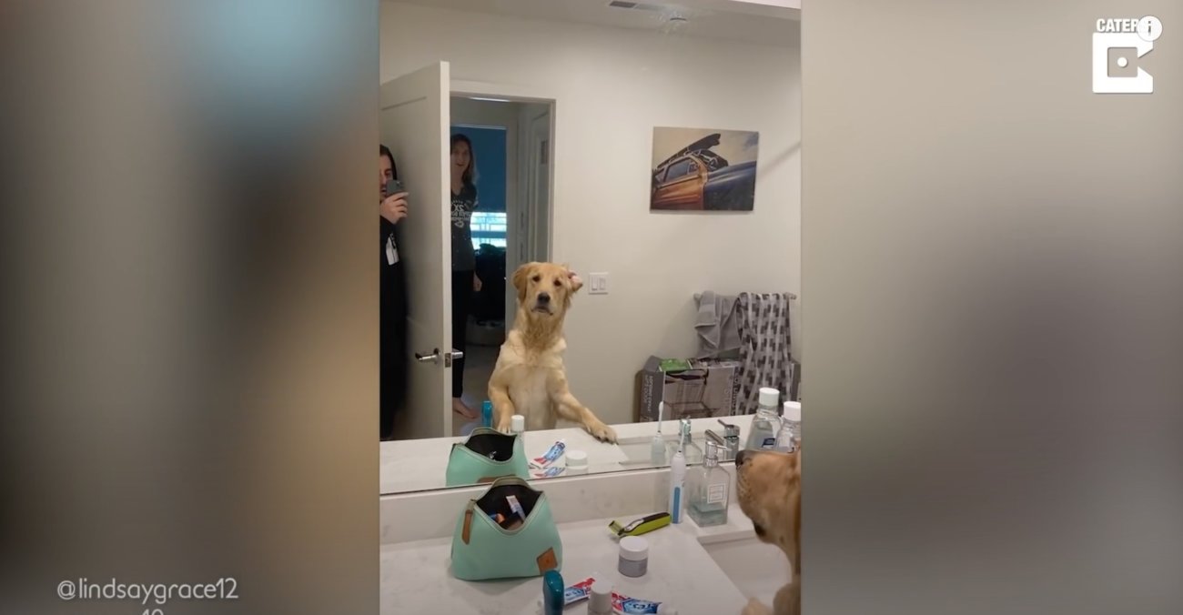 ゴールデンレトリーバー,動画