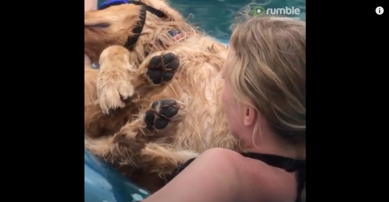 ゴールデンレトリーバー,動画