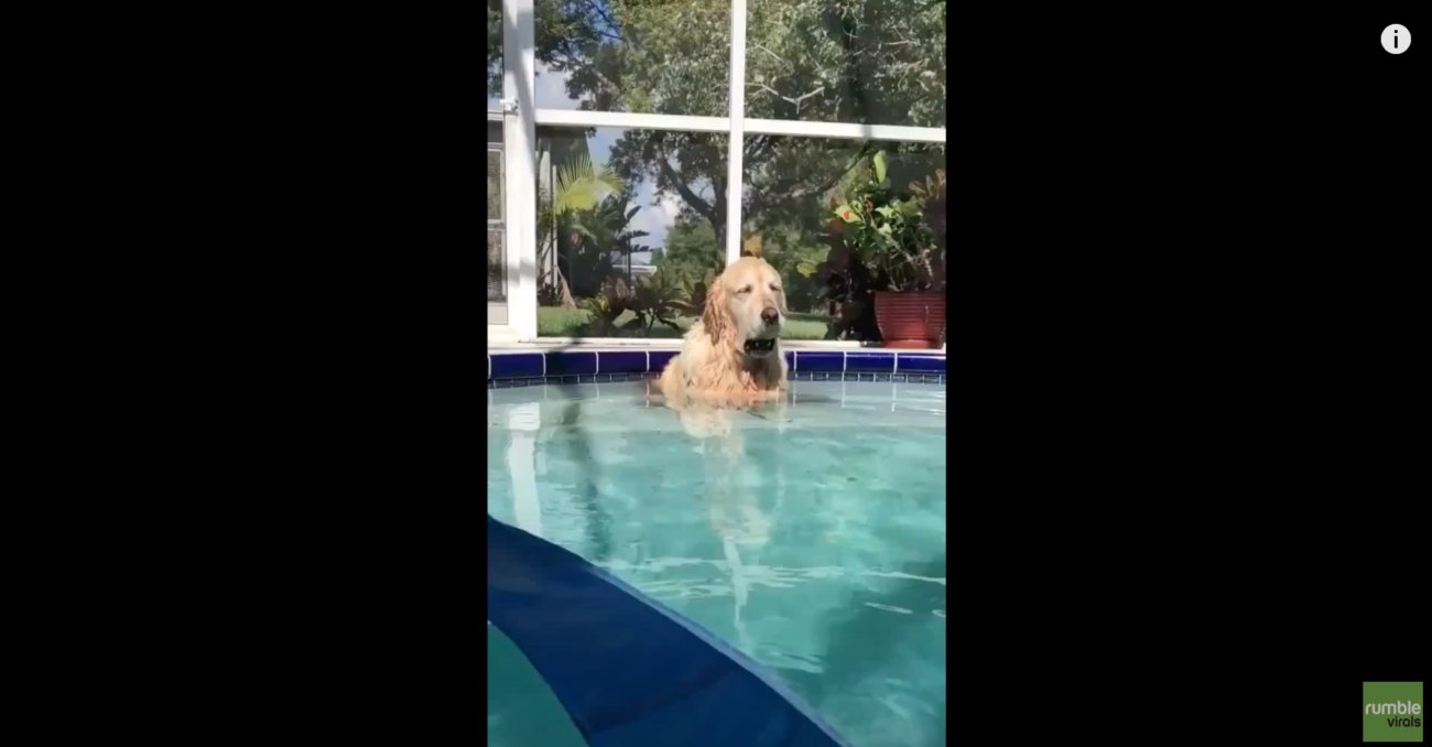 ゴールデンレトリーバー,動画