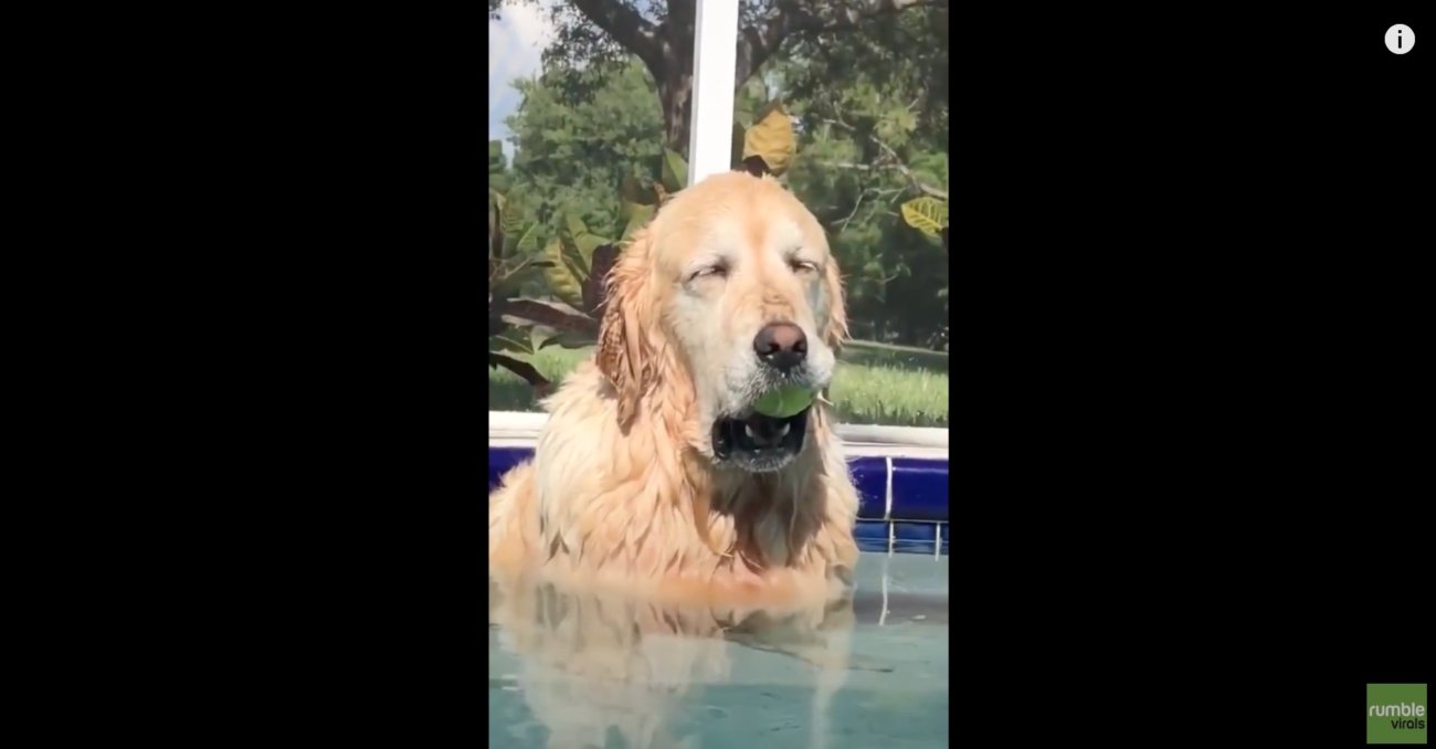 ゴールデンレトリーバー,動画